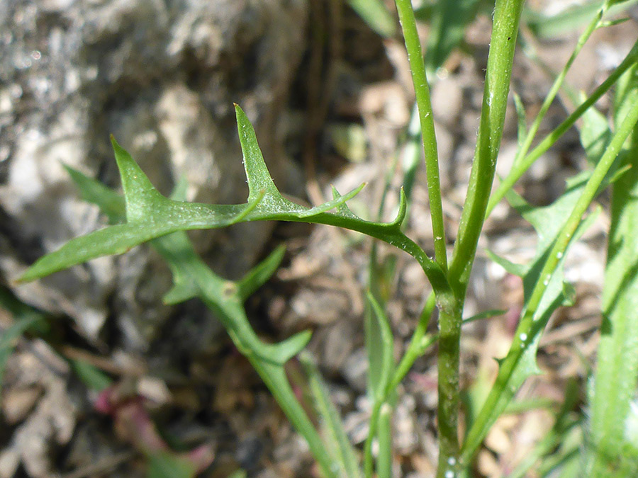 Lobed leaf