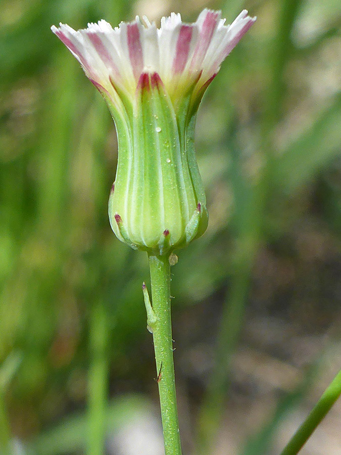 Light green phyllaries