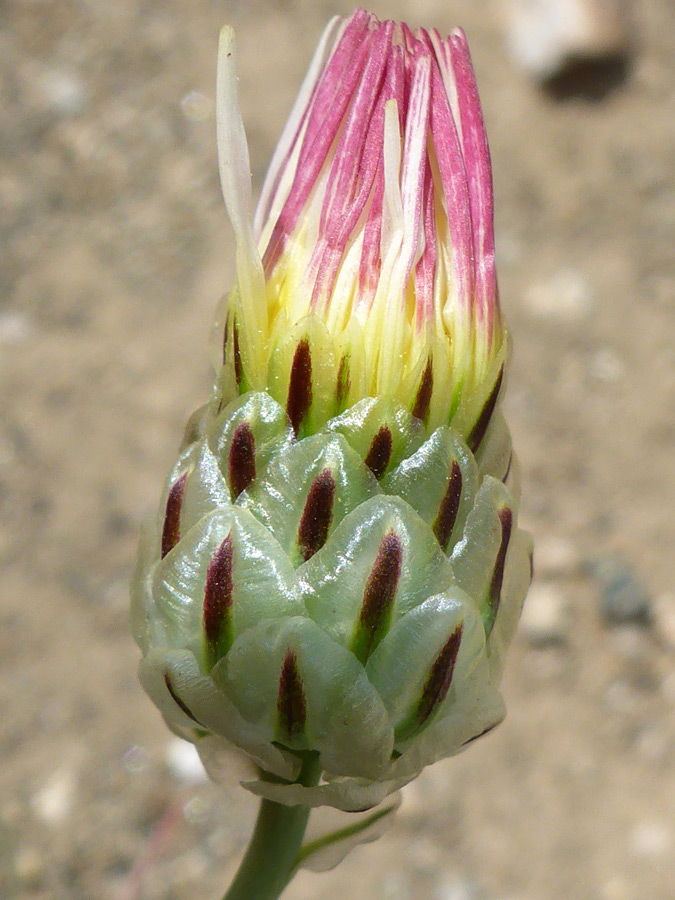 Green-brown phyllaries