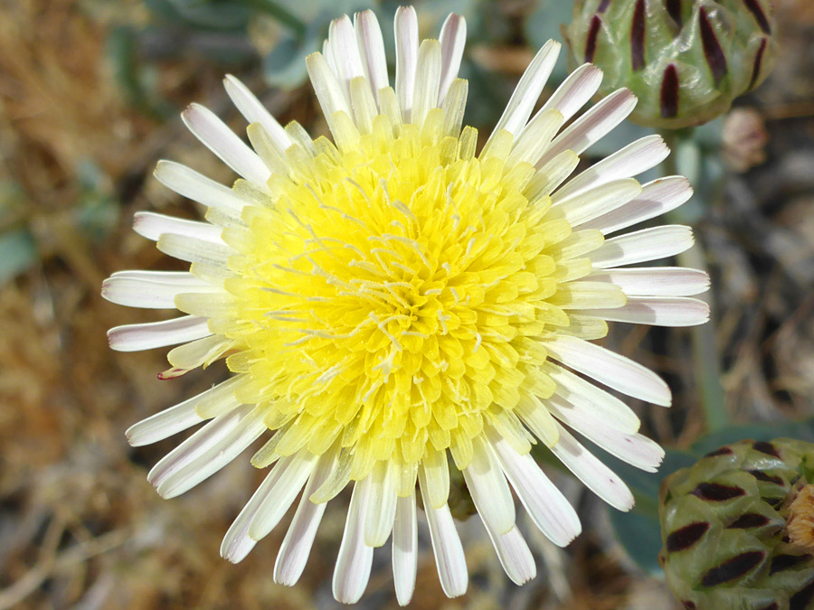 Circular flowerhead