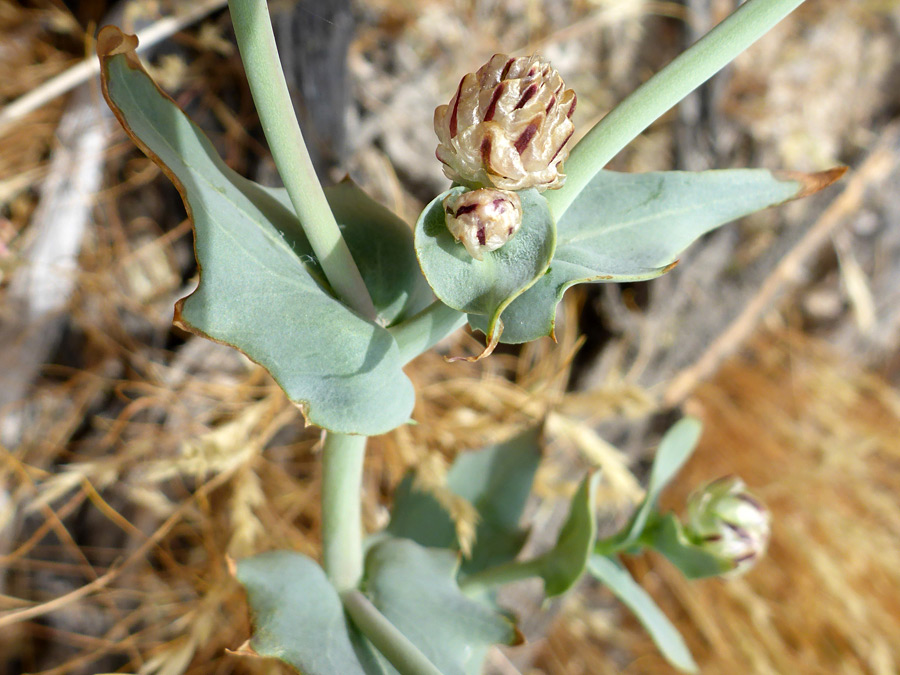 Grey-green leaves