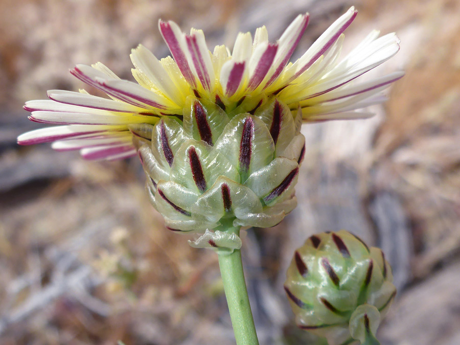 Developing flowerhead