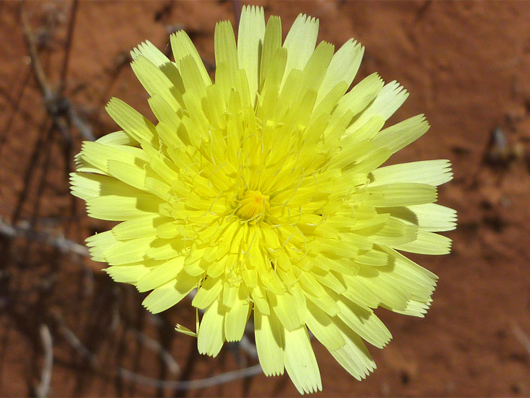 Desert dandelion