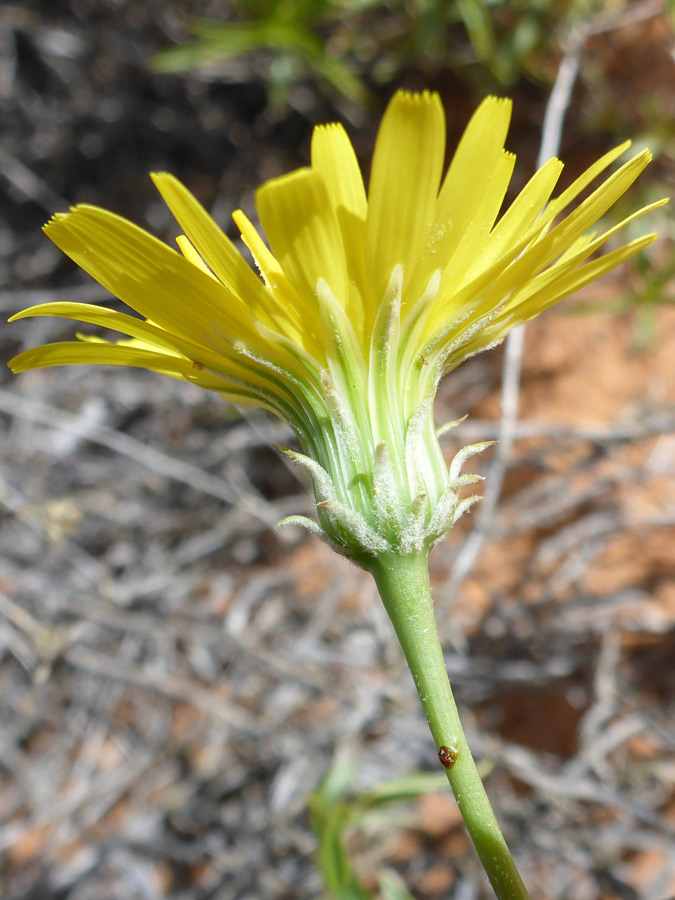 Florets and phyllaries