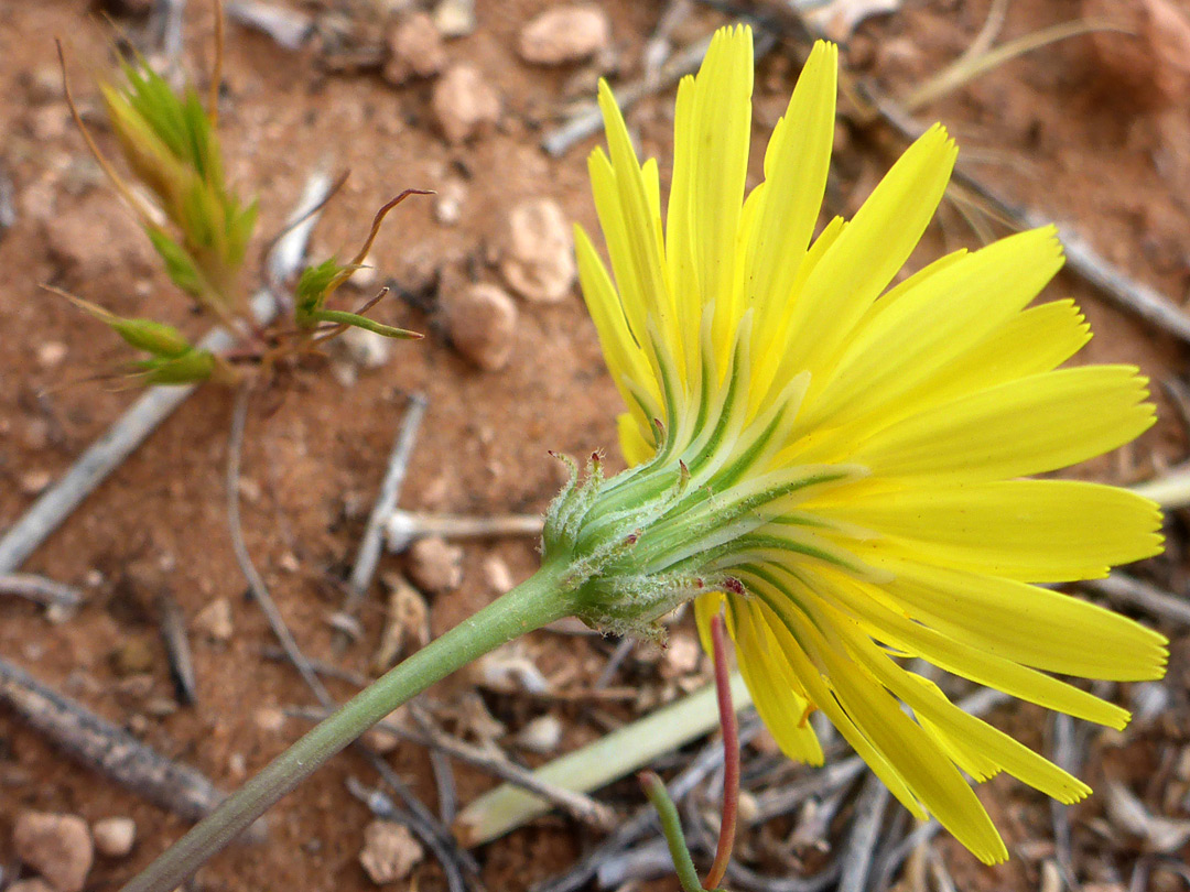 Florets and phyllaries