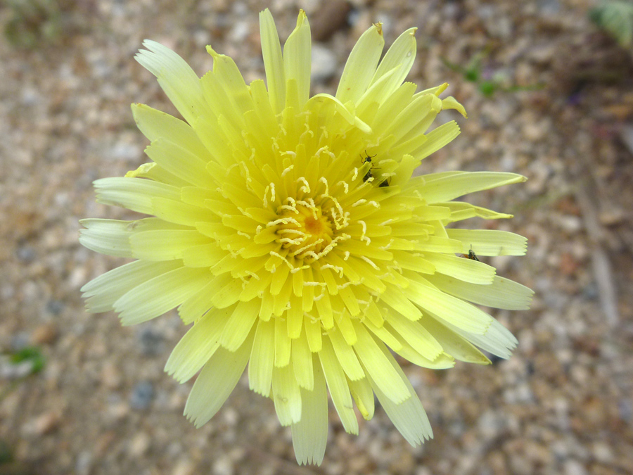 Pale yellow florets