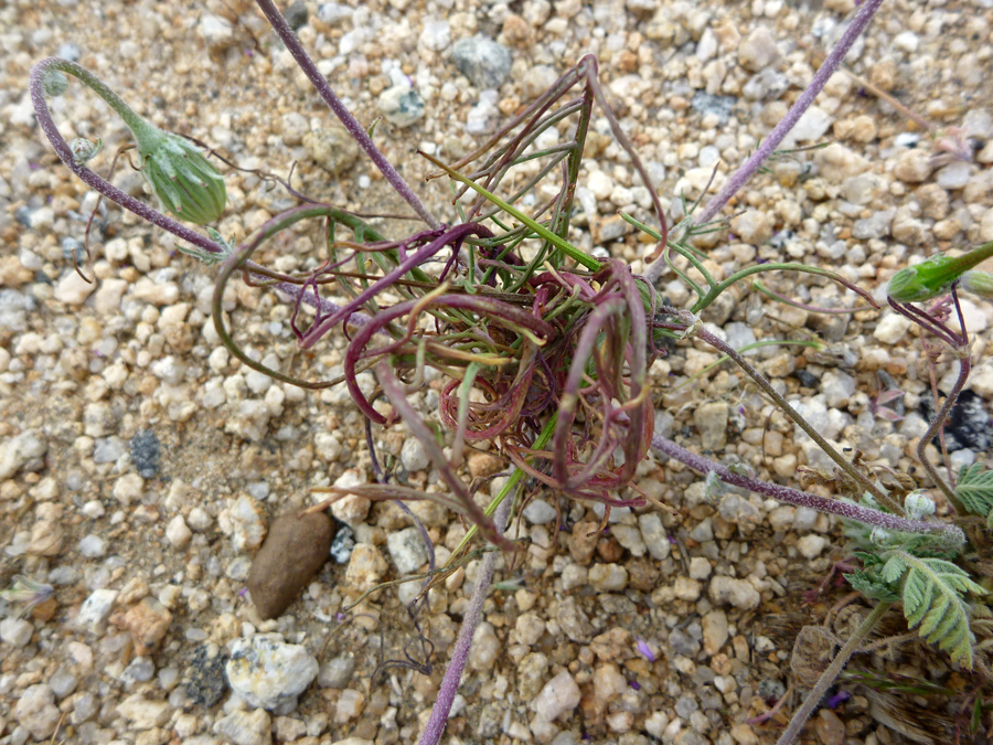 Basal leaves