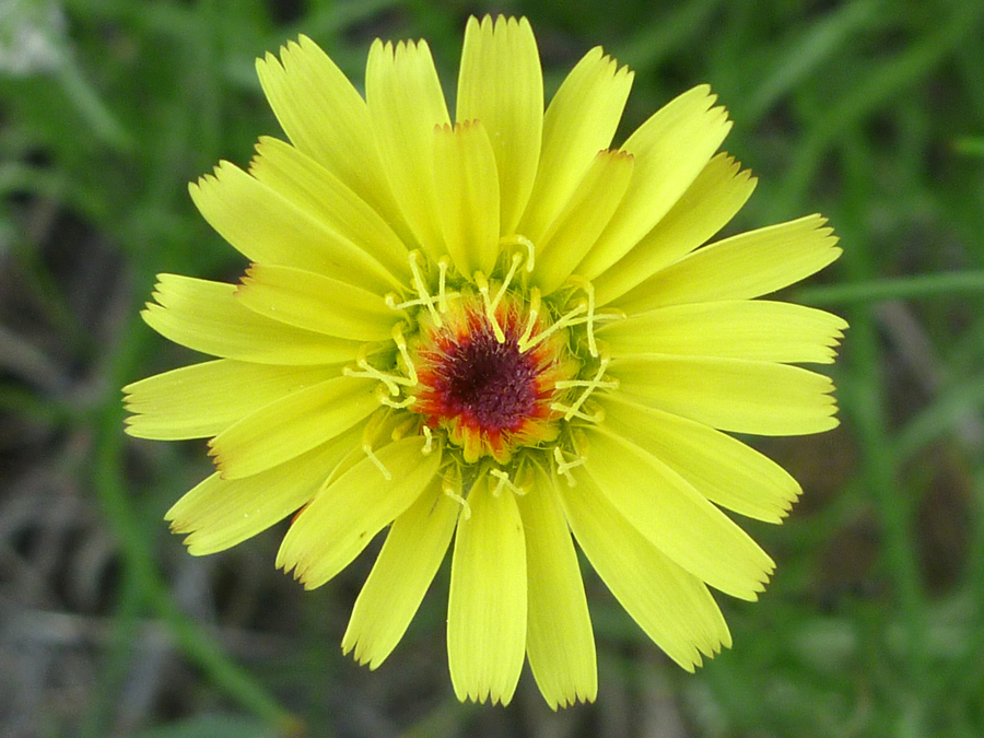 Red-centered flower