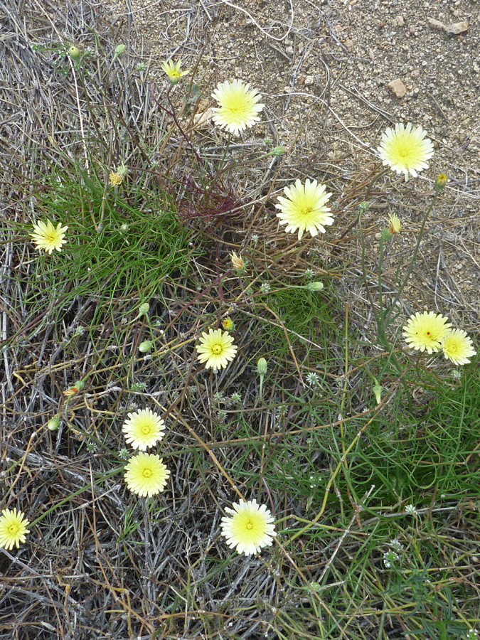 Flowers and leaves