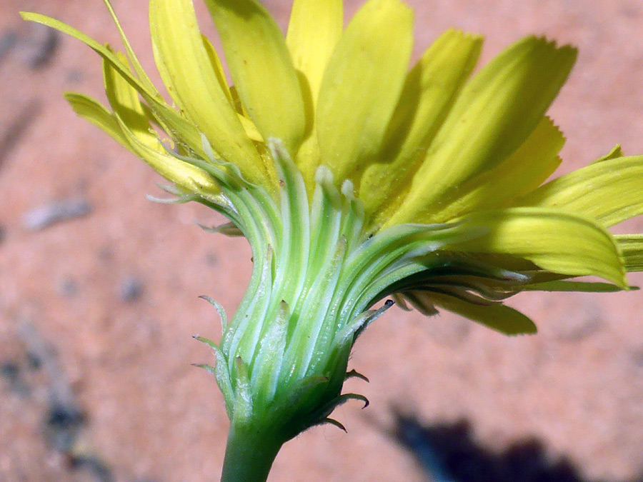 Phyllaries