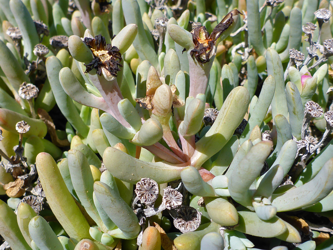 Glaucous leaves