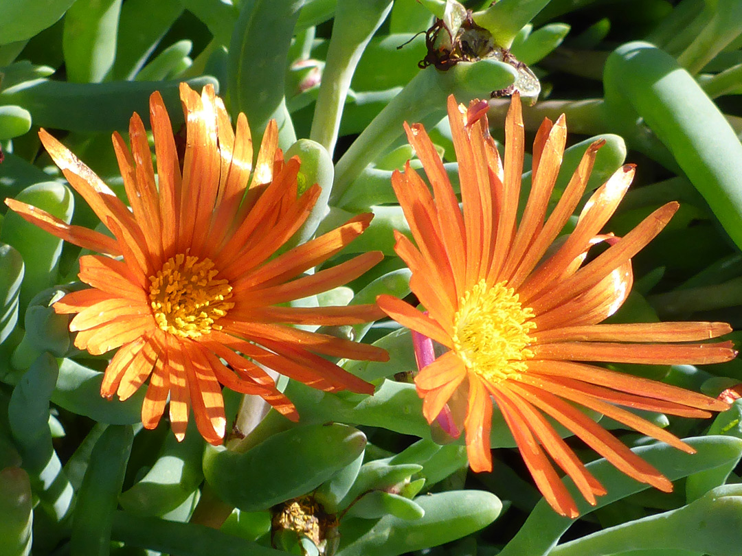 Orange flowers