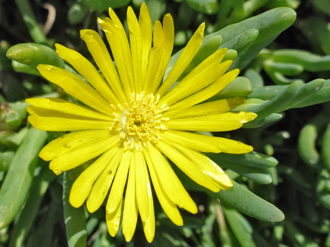 All-yellow flower