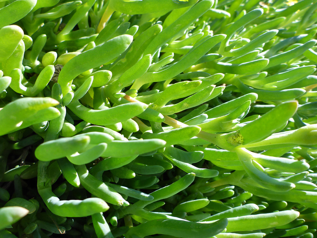 Hairless leaves