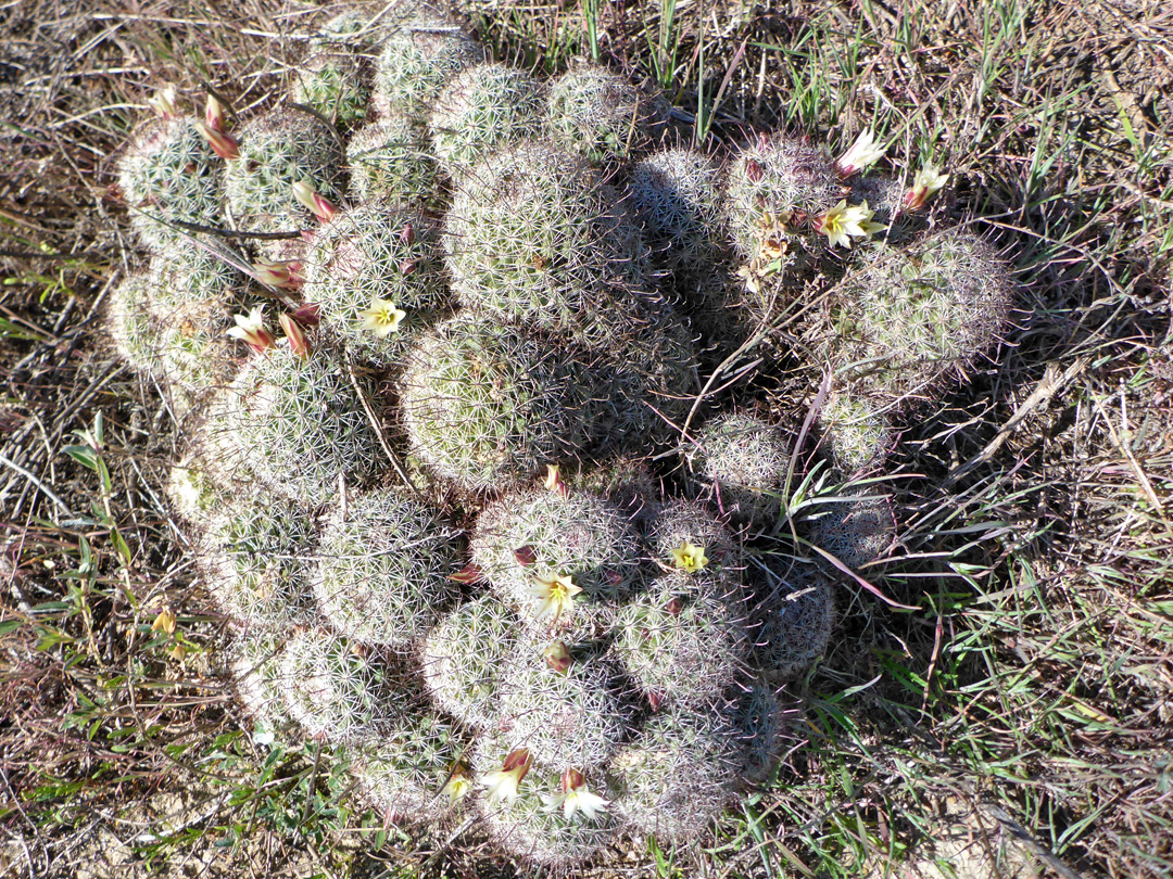 Clustered stems