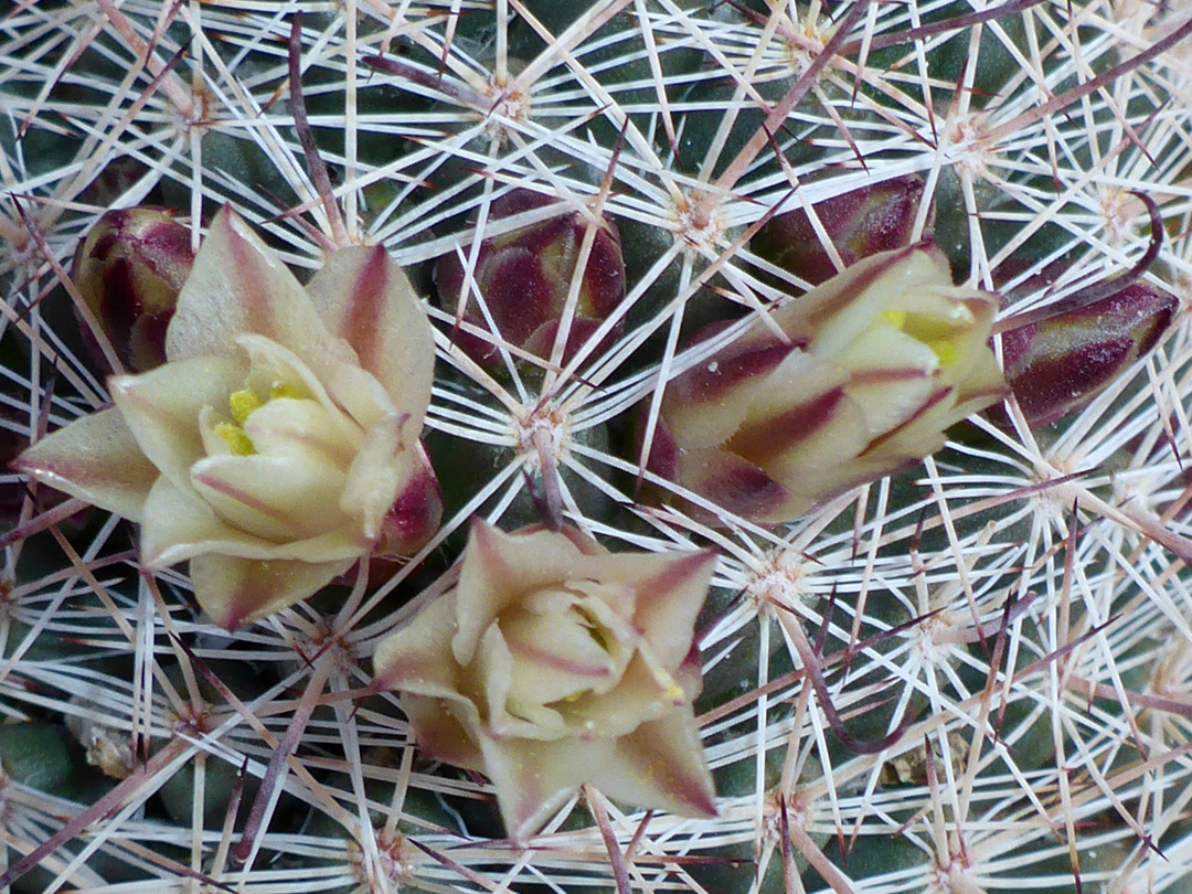 Buds and flowers