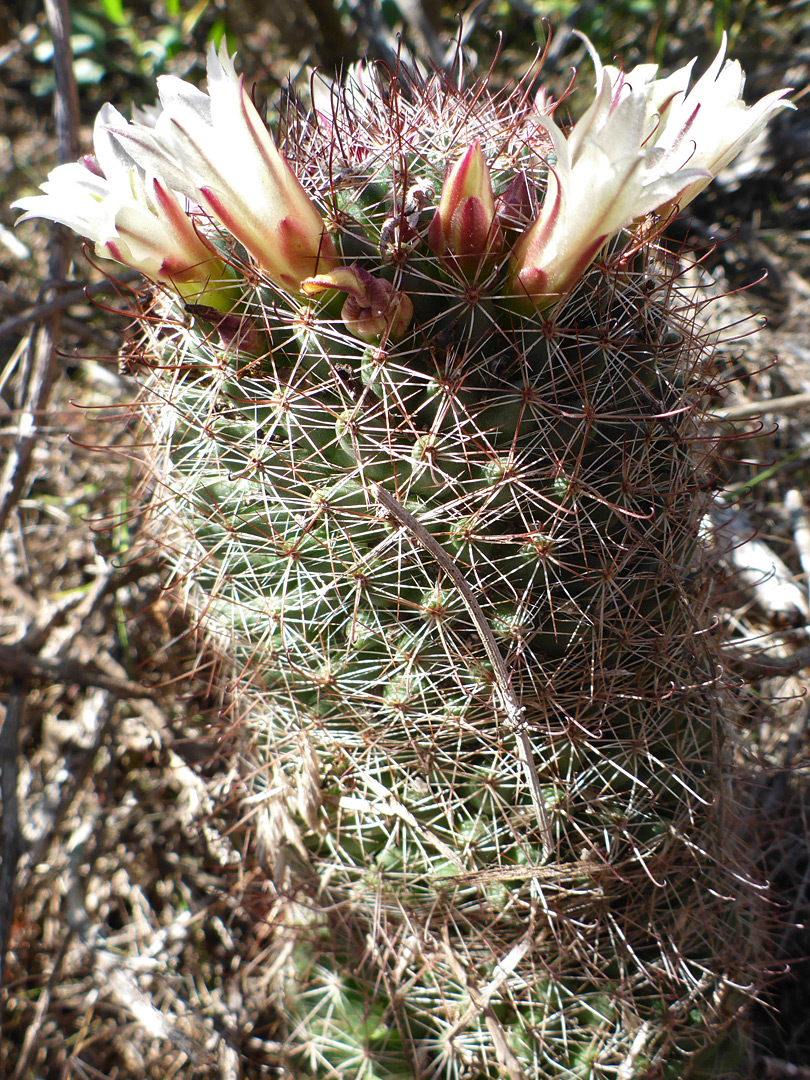 Flowering stem