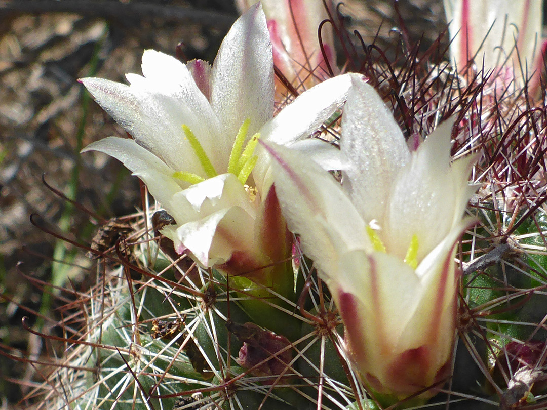 Two flowers