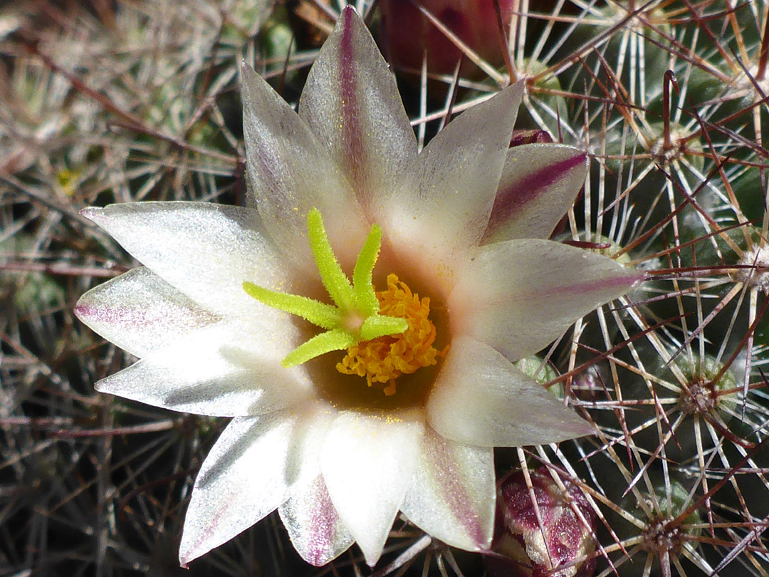 Whitish flower