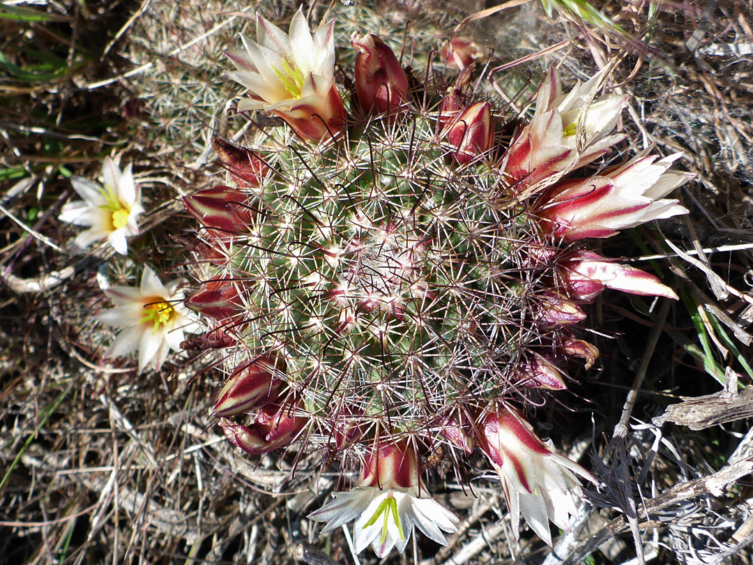 Top of a stem