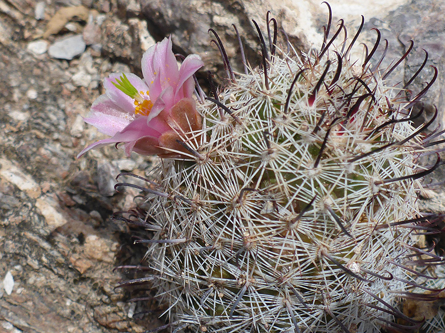 One flower