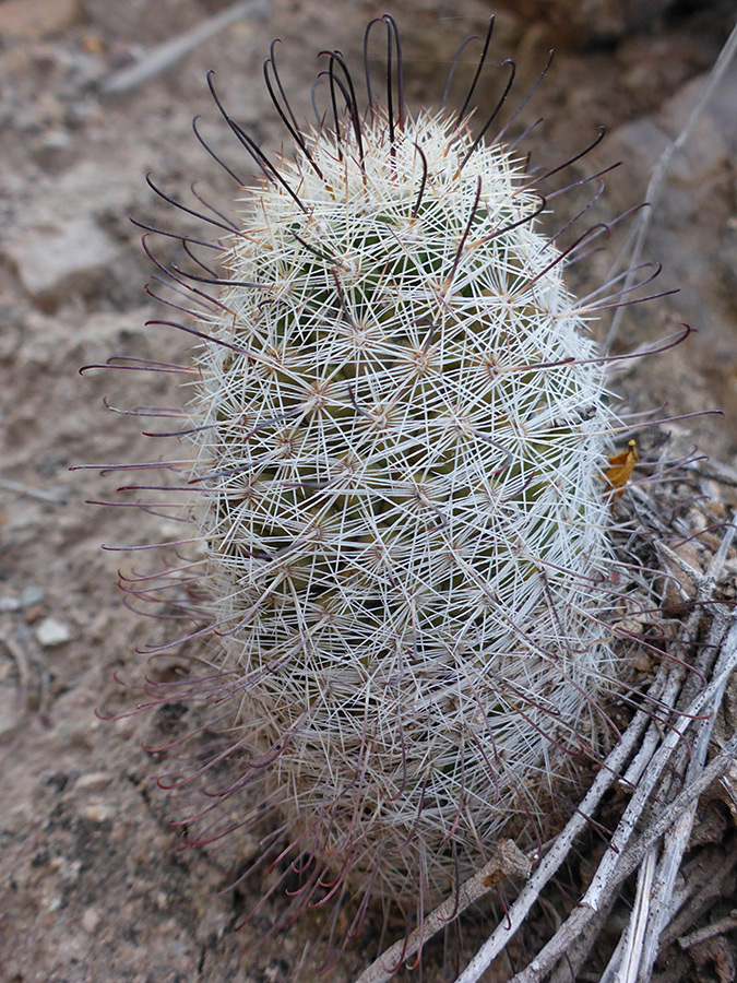 Dark central spines