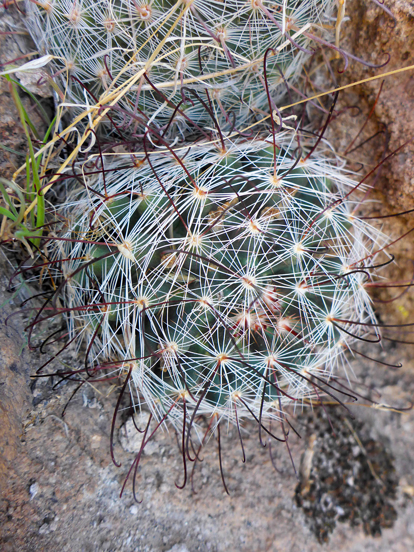Dark central spines