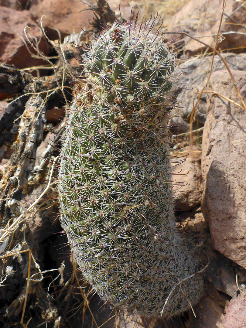 Elongated stem