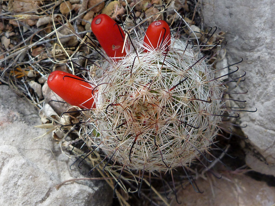 Red fruit