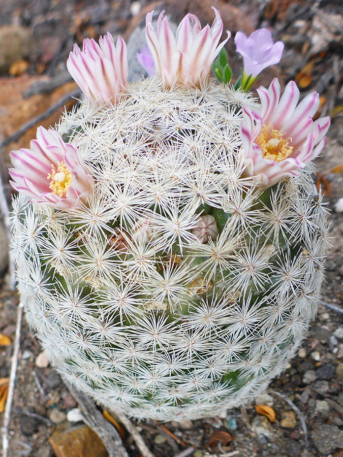 Pale pink flowers