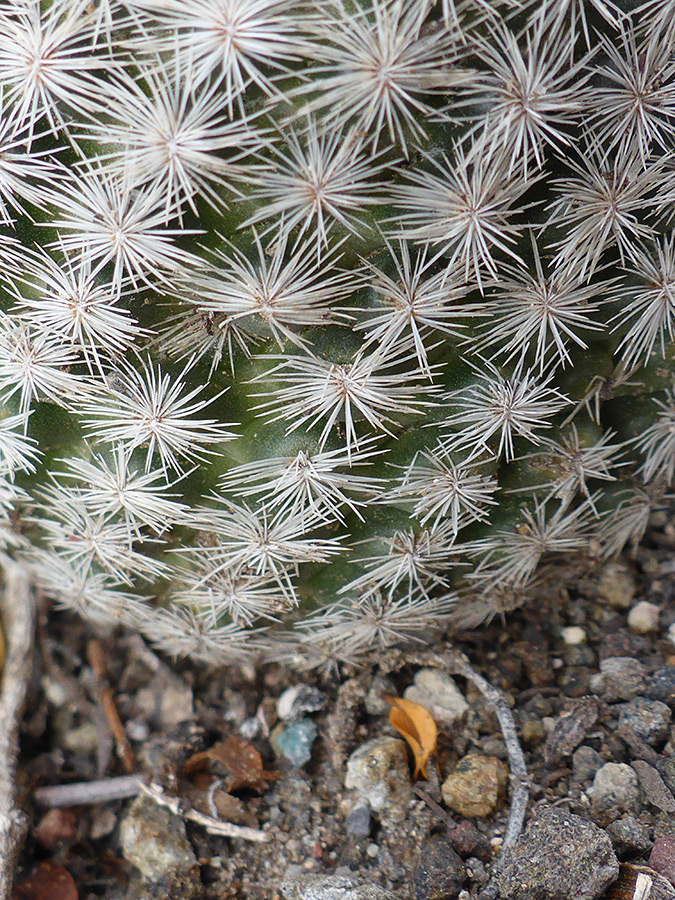 Spines and tubercles