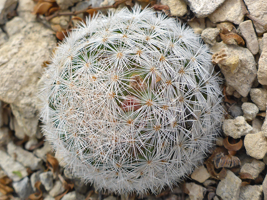 White spines