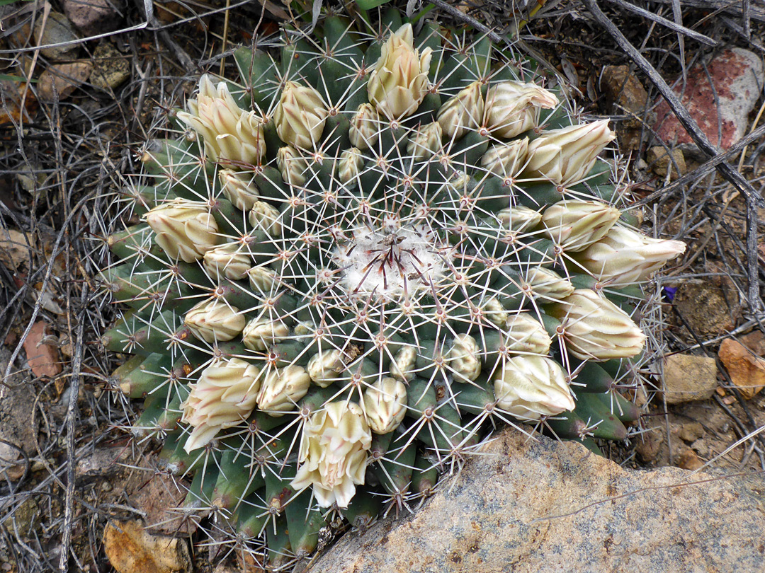 Mammillaria meiacantha