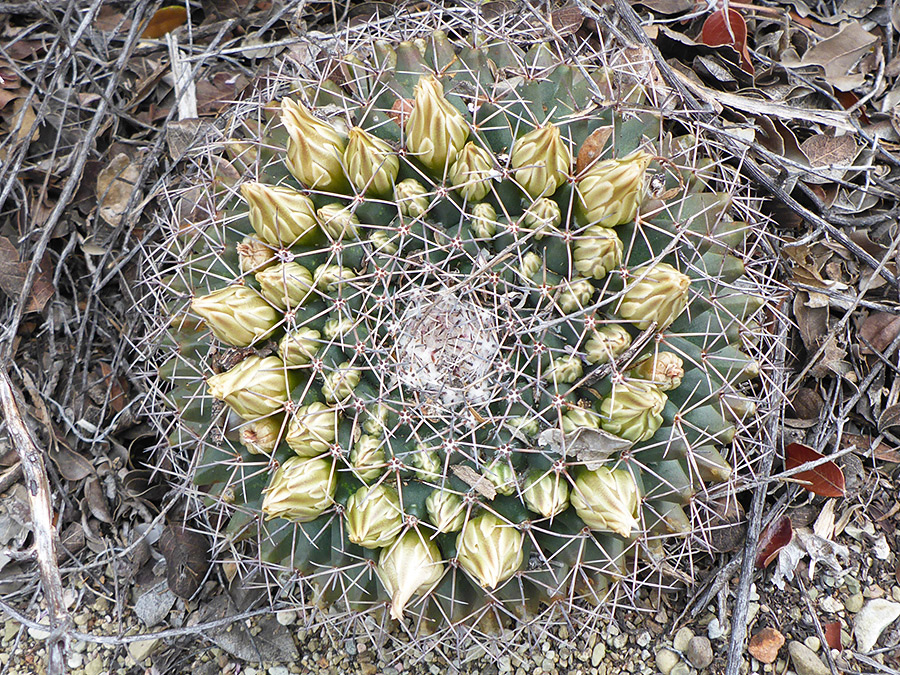 Yellow buds