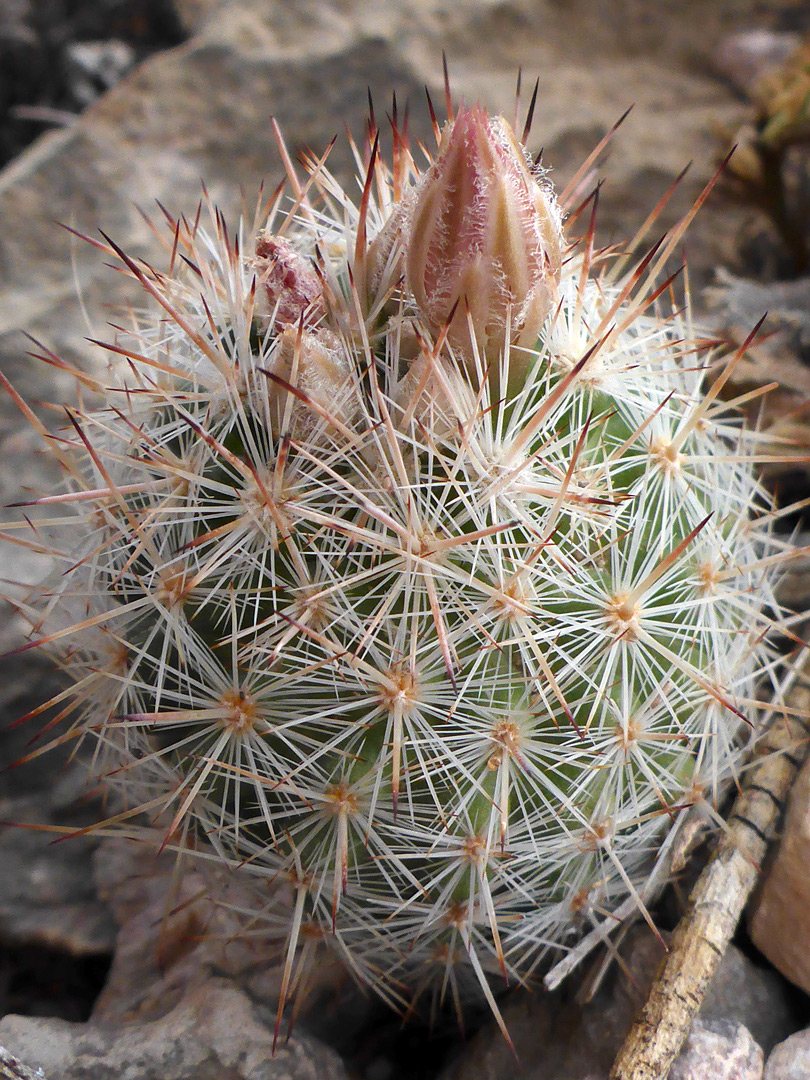 Single stem