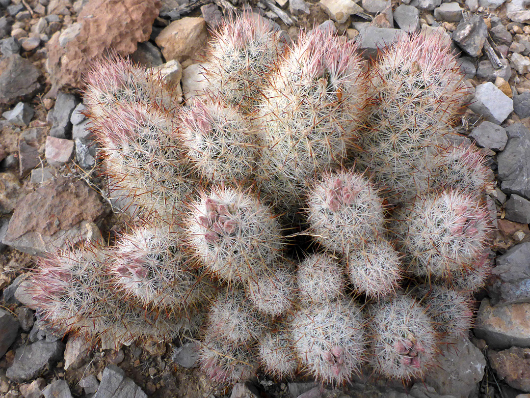 Many buds