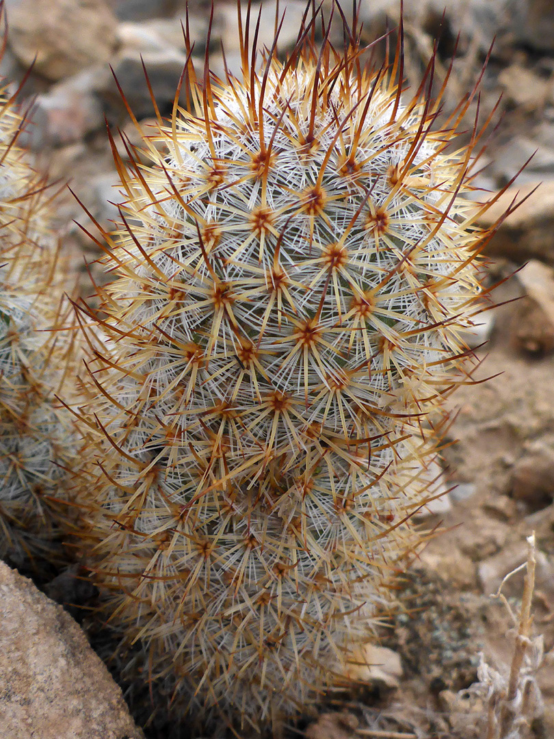 Yellow-brown spines