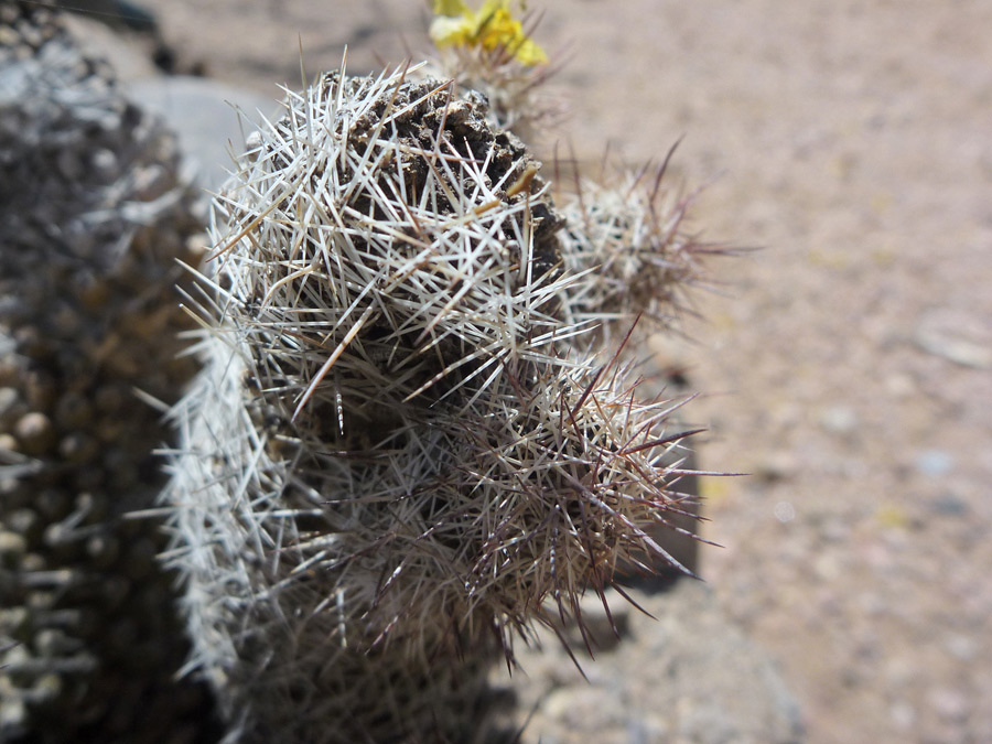 White spines