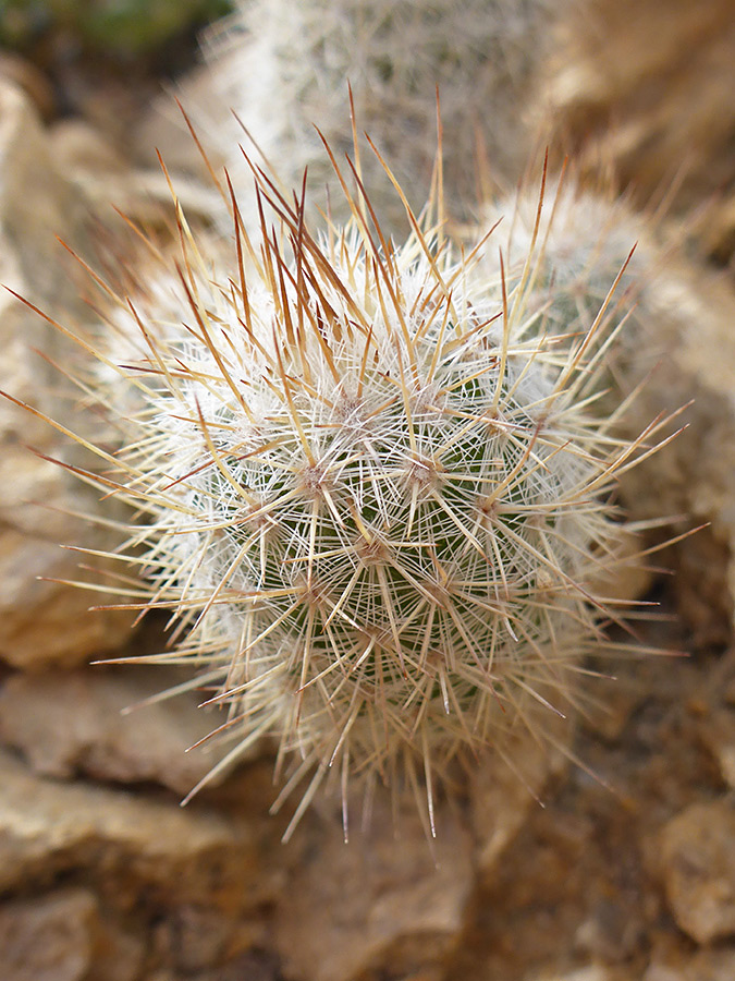Yellow-brown spines