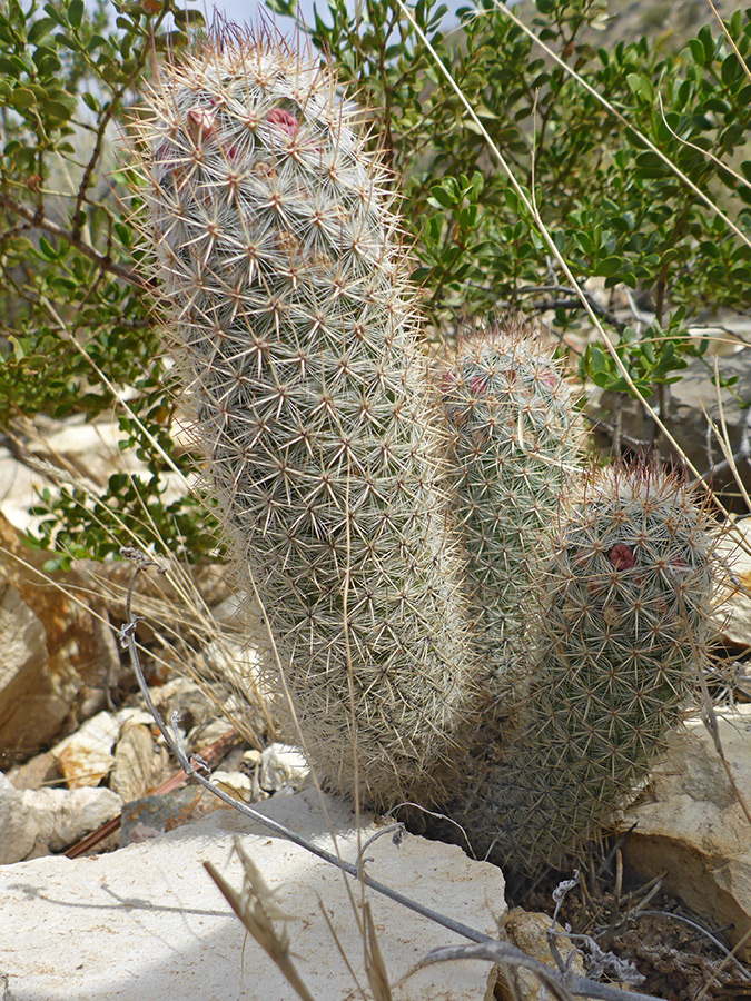 Three stems