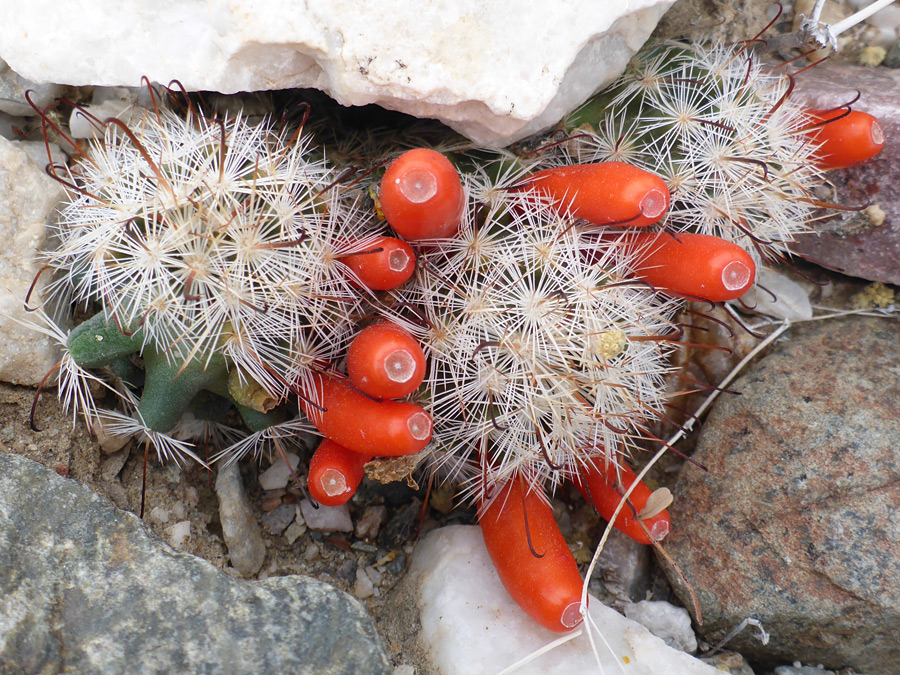 Small stems