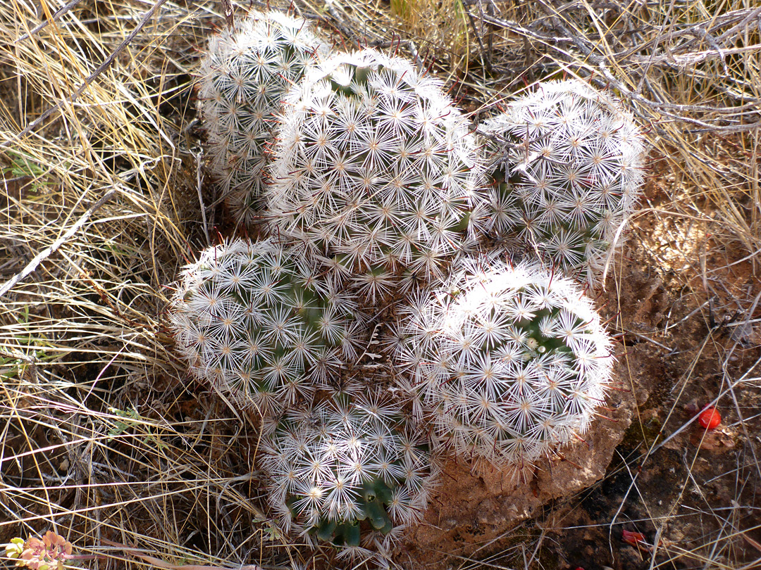 Cluster of stems