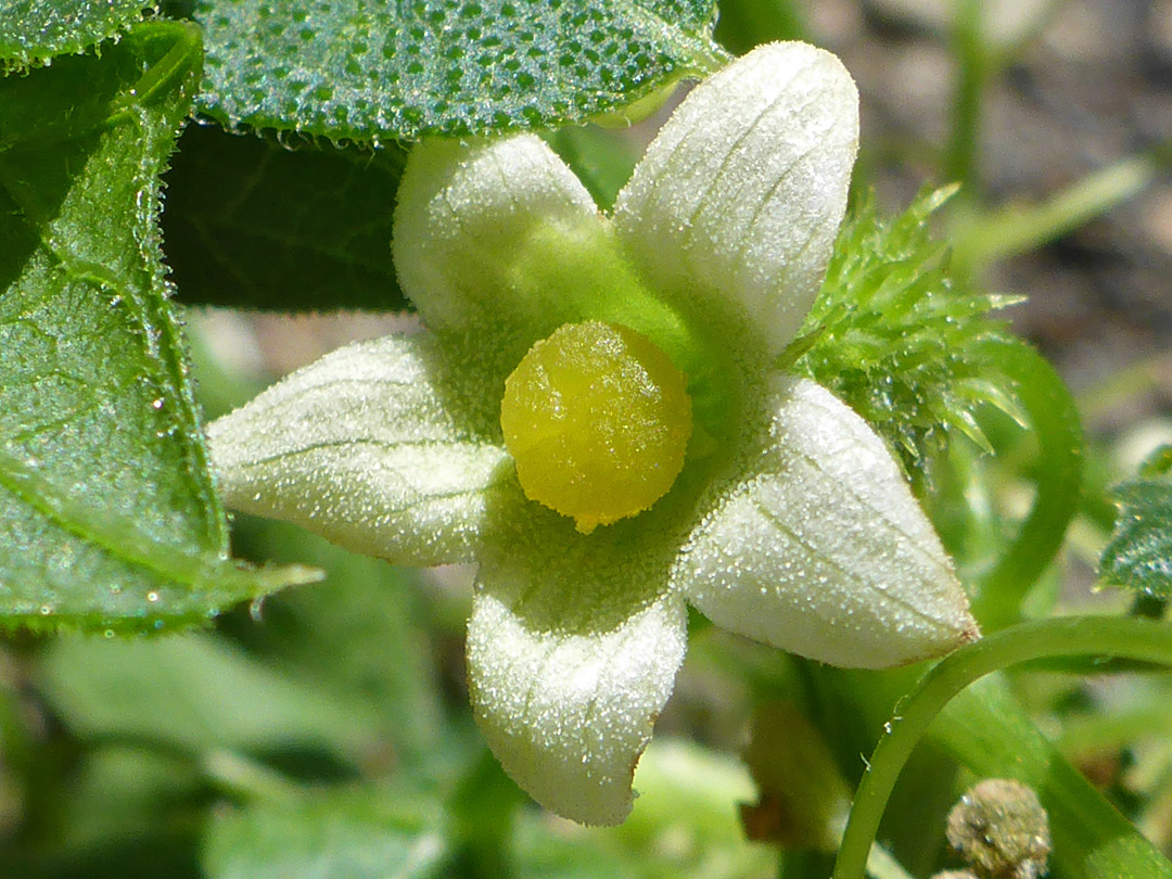 Pistillate flower