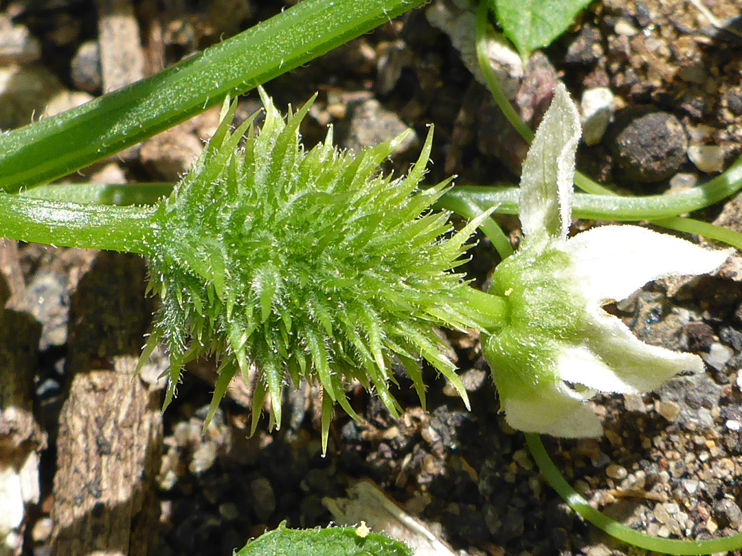 Spiny fruit