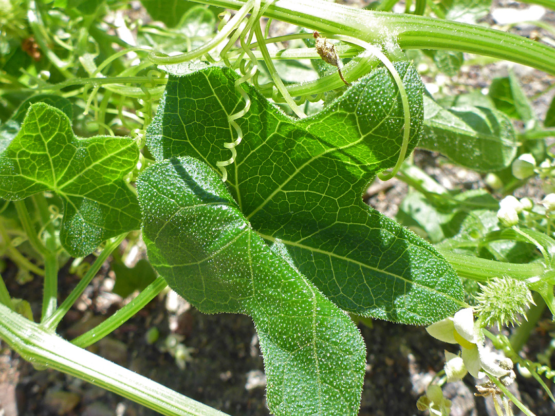 Leaves and tendrils