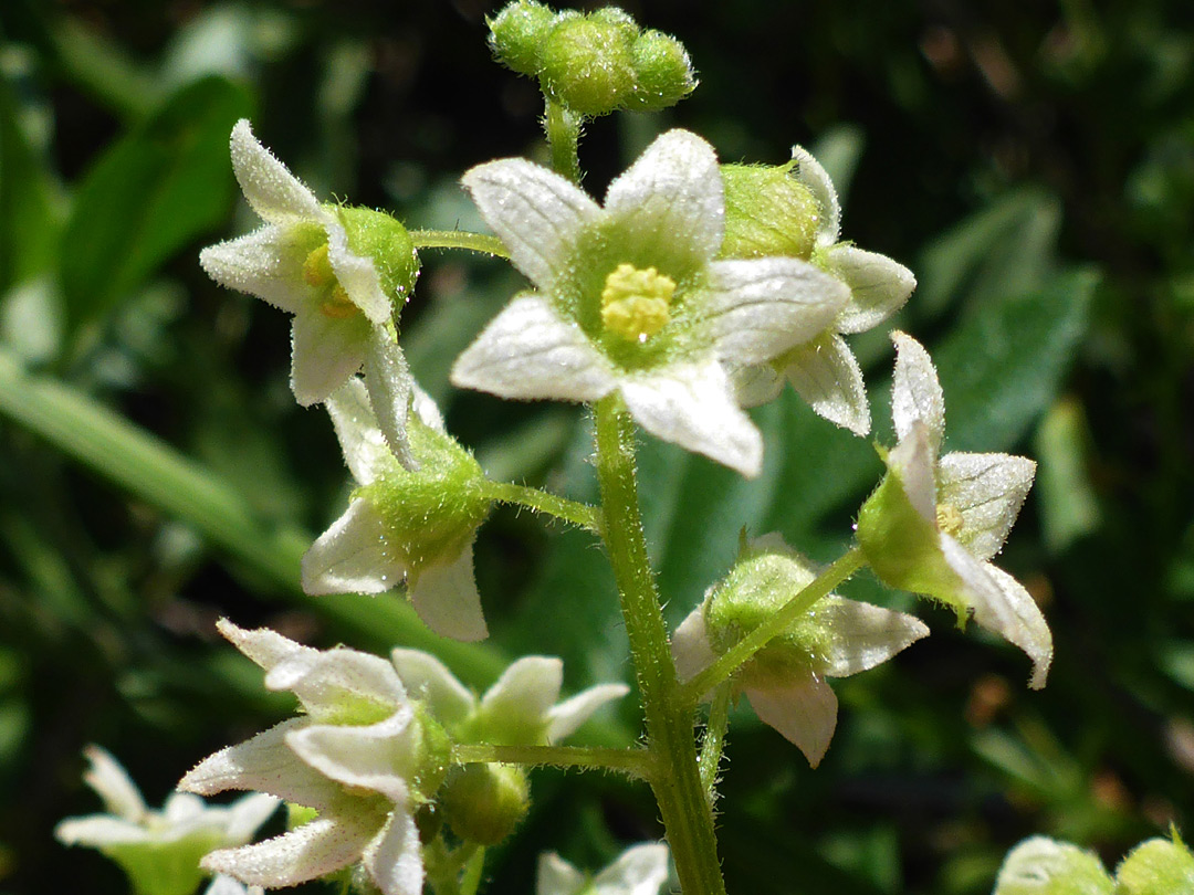 Staminate flowers