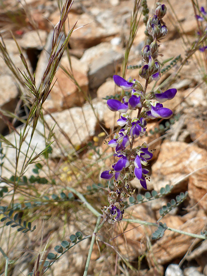 Vertical inflorescence