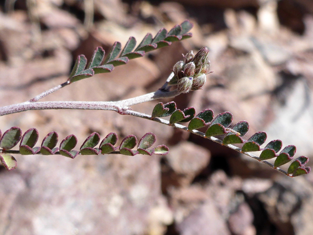 Pinnate leaves