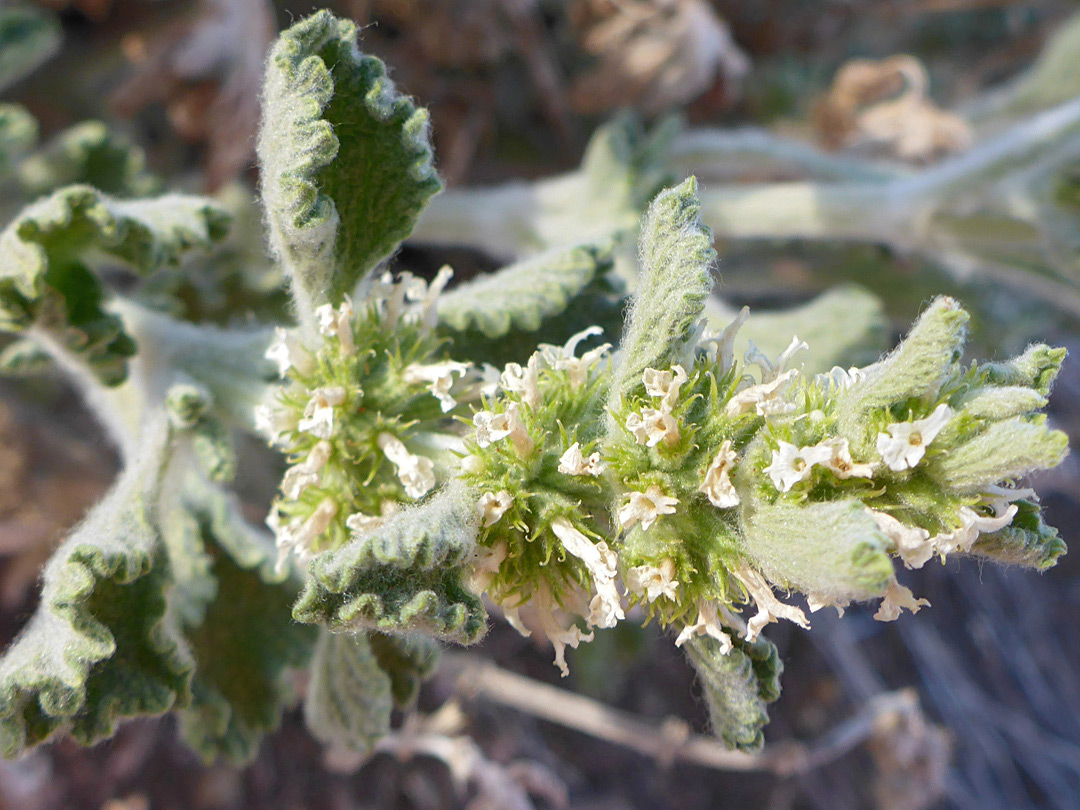 Flowers, bracts and leaves