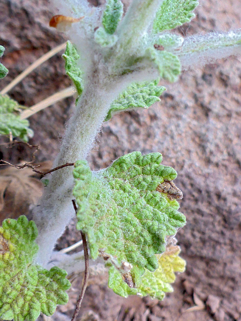 Round-toothed leaves